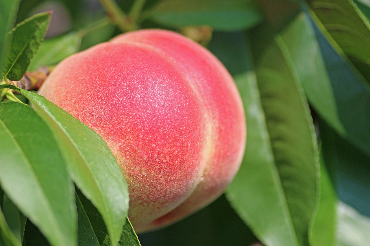 Organic Gardening Tips for Beginners